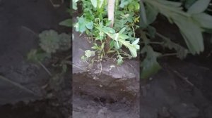 Вносим мицелий трюфеля в почву к фундуку