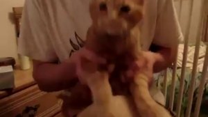 Un chat qui joue du bongo