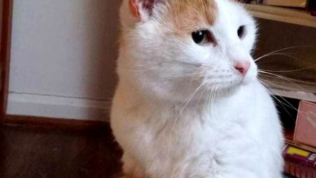 Женщина забрала кота из приюта, а на следующий день вернулась за вторым смотреть онлайн