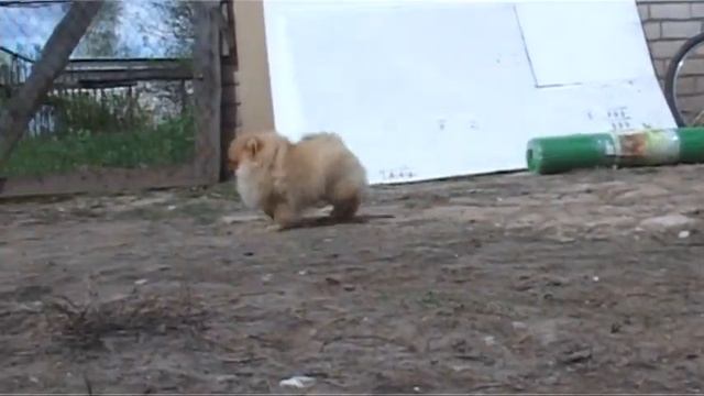 Немецкий миниатюрный шпиц смотреть онлайн