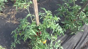 Новинки томатов 2023 года. Томат Подсинеевский ранний пережил морозы и поспел на улице первым.