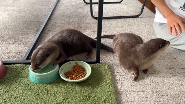堂々とごはんを盗まれてるカワウソが取った行動 Otter Gets His Revenge For a Stolen Meal.mp4