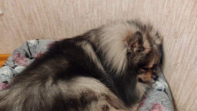 Избавляюсь от "скелетов" в шкафу. смотреть онлайн