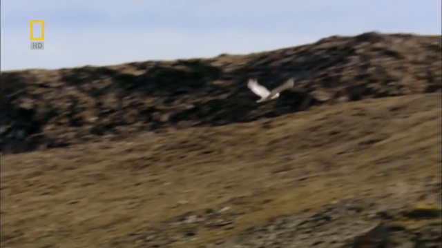 Дикая природа России - [3_6] Заполярье смотреть онлайн