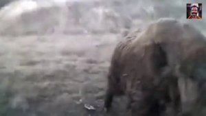 200-килограмовый кабан бежит за машиной охотников. Точно в город захотел