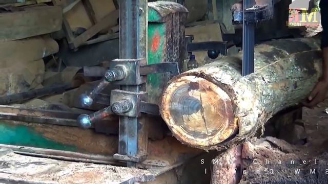Wujud Kayu Sonokeling 2MILIAR KAYU BIDADARI DI SAWMIL Yang selalu dikejar pengepul luar negeri