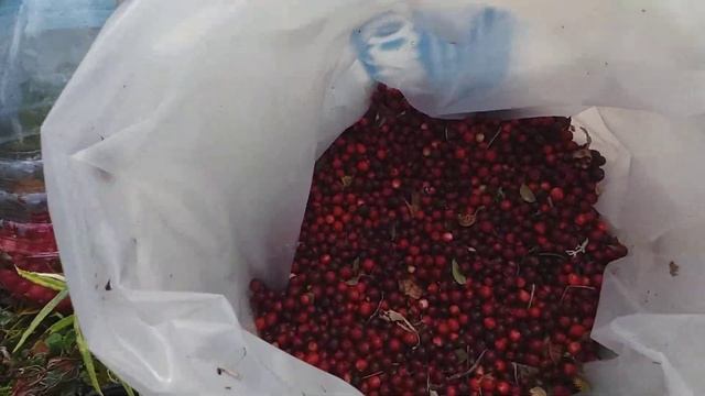 Сбор брусники смотреть онлайн