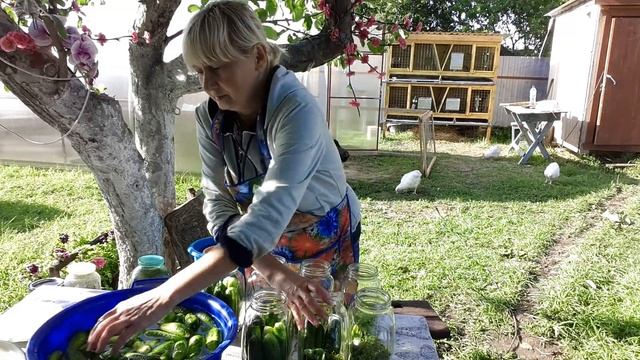 Простой рецепт засолки огурцов. Делаю первый раз таким способом! Не повторять!!! Часть 1. смотреть онлайн