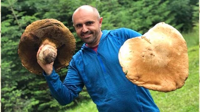 ТОП-15 грибів велетнів, знайдених в Україні смотреть онлайн