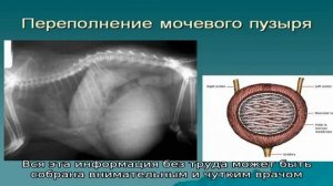 Пальпация мочевого пузыря