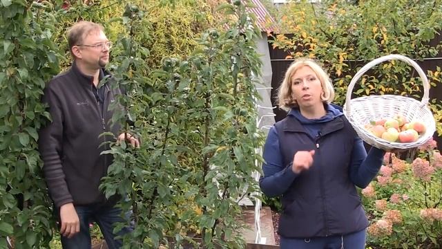 Особенности выращивания колоновидных яблонь.Подкормка органо-минеральным удобрением ОМУ "Осеннее".