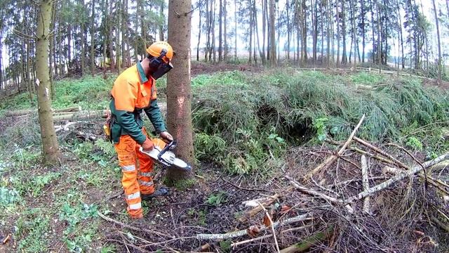 perfect saw cut // Правильная валка наклоненных деревьев // Валка леса // Stihl