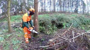 perfect saw cut // Правильная валка наклоненных деревьев // Валка леса // Stihl