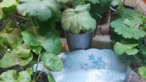 ?Черенкование пеларгонии и фитоклон?