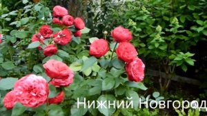 Роза, которая всегда подарит радость ❤️ И это роза Пиано ?