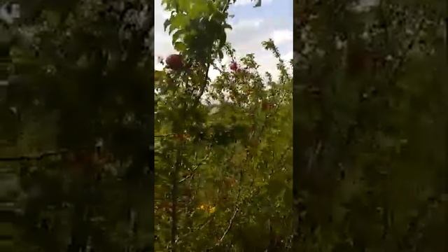 Слива сорт " Кубанская комета" в питомнике "Чишминский Новый сад" смотреть онлайн