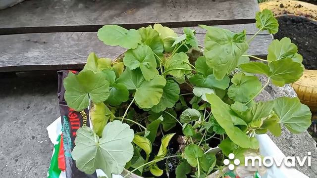 земляничка цветёт, наконец наполнила все горшки! смотреть онлайн