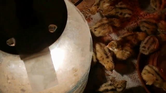 БРУДЕР - ЯСЛИ на 1 000 ПЕРЕПЕЛЯТ смотреть онлайн