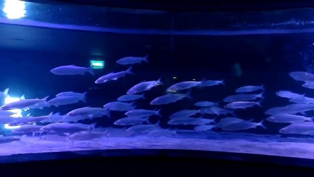 Пелядь или Сырок (Peled)