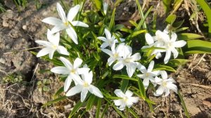 Хионодокса белая .  Chionodoxa .