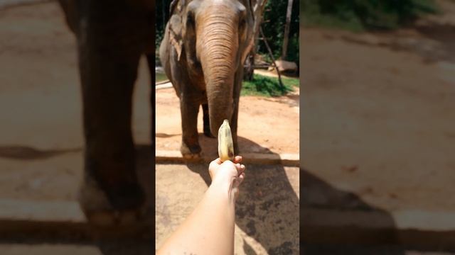 Elephant eats a banana | Слон кушает банан