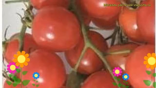 Томат обыкновенный Шалун. Краткий обзор, описание характеристик, где купить семена смотреть онлайн