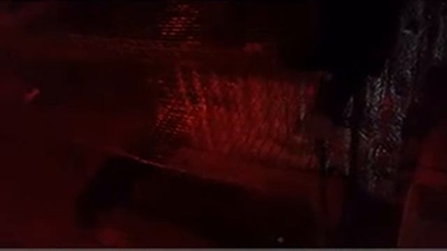 Обзор перепелов в 3 месячном возрасте. смотреть онлайн