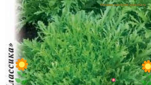 Салат листовой Эндивий Миледи. Краткий обзор, описание характеристик lactuca sativa смотреть онлайн