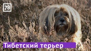 Тибетский терьер. Зверопитер. Эфир от 02.07.22