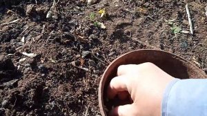 Посев цветной кукурузы в лунку.