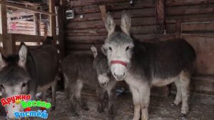 ДОМАШНИЕ И ДИКИЕ ЖИВОТНЫЕ + СБОРНИК ЖИВОТНЫХ + КАК ГОВОРЯТ ЖИВОТНЫЕ + РАЗВИВАЮЩИЕ МУЛЬТИКИ ДЕТЯМ