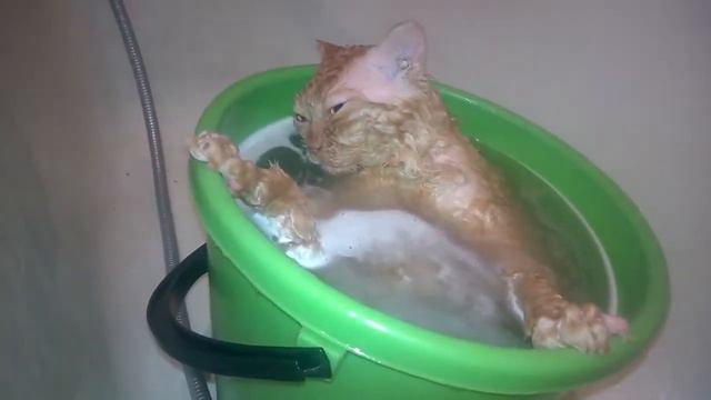 Кот помылся в ведре и там же уснул смотреть онлайн