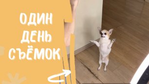 Съемки самой умной собаки в России