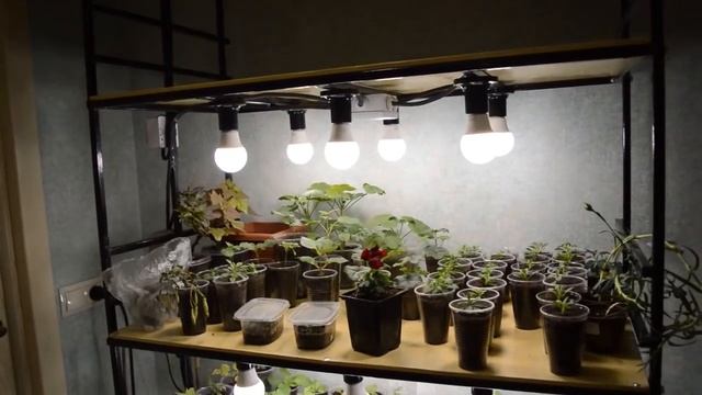 Стеллаж для рассады /Как рассчитать количество ламп? смотреть онлайн