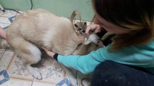 Чем дольше тем более не понятно что происходит с Лаймой.