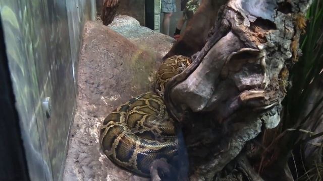 Fort Worth Zoo Full Tour - Fort Worth, Texas - Part One смотреть онлайн