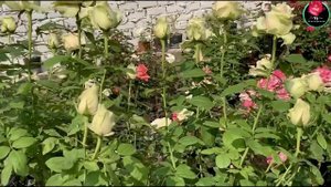 ID: La Perla | Rose Overview | Full Bloom Rose | 4K 30fps