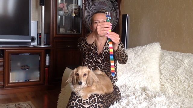 Ошейник для таксы Радуга смотреть онлайн