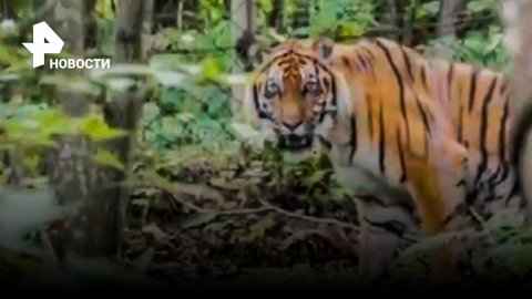 Трудный путь Гектора: тигр с поврежденными лапами побывал в тайге / РЕН Новости