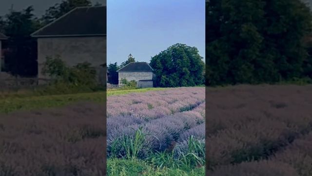 #Лаванда в городе #Ленкорань #Азербайджан #lankaran #azerbaijan #lavanda #nature #flowers