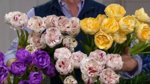 Roberta's 30 pc Lush & Plush Double Flowering Tulips on QVC