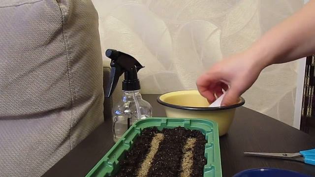 Посев примулы.13.01.2019 смотреть онлайн