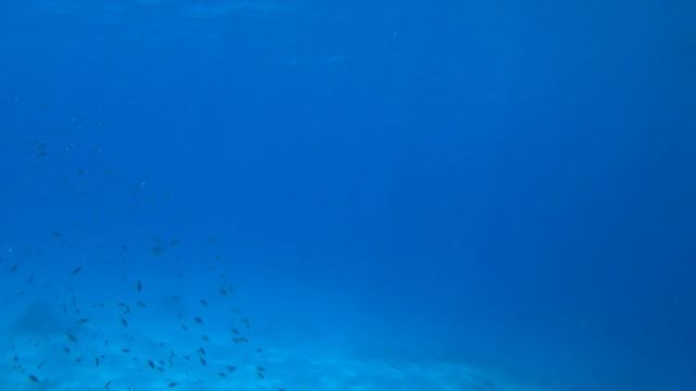 Экскурсия - Дайвинг в Шарм-эль-Шейхе Египет 2019 | D_W_S смотреть онлайн