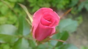 Чайно-гибридная роза "Версилия Шок".