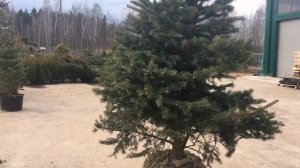 Колоновидная черешня/Питомник