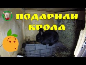 Подарили крола