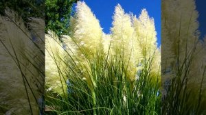 Виды пампасной травы - кортадерия для флористов