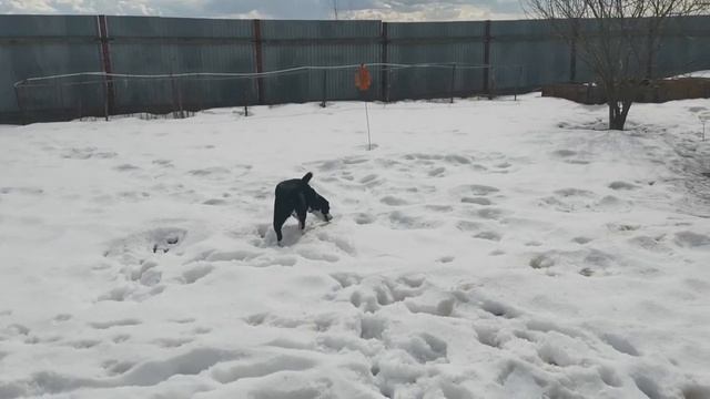 Обновляю грядки в теплице (Шиферные) + вопрос о Печи!!! смотреть онлайн