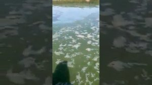 Горьковское  водохранилище. Что это с ним?