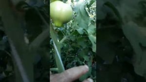 Сорт мальва уражайность